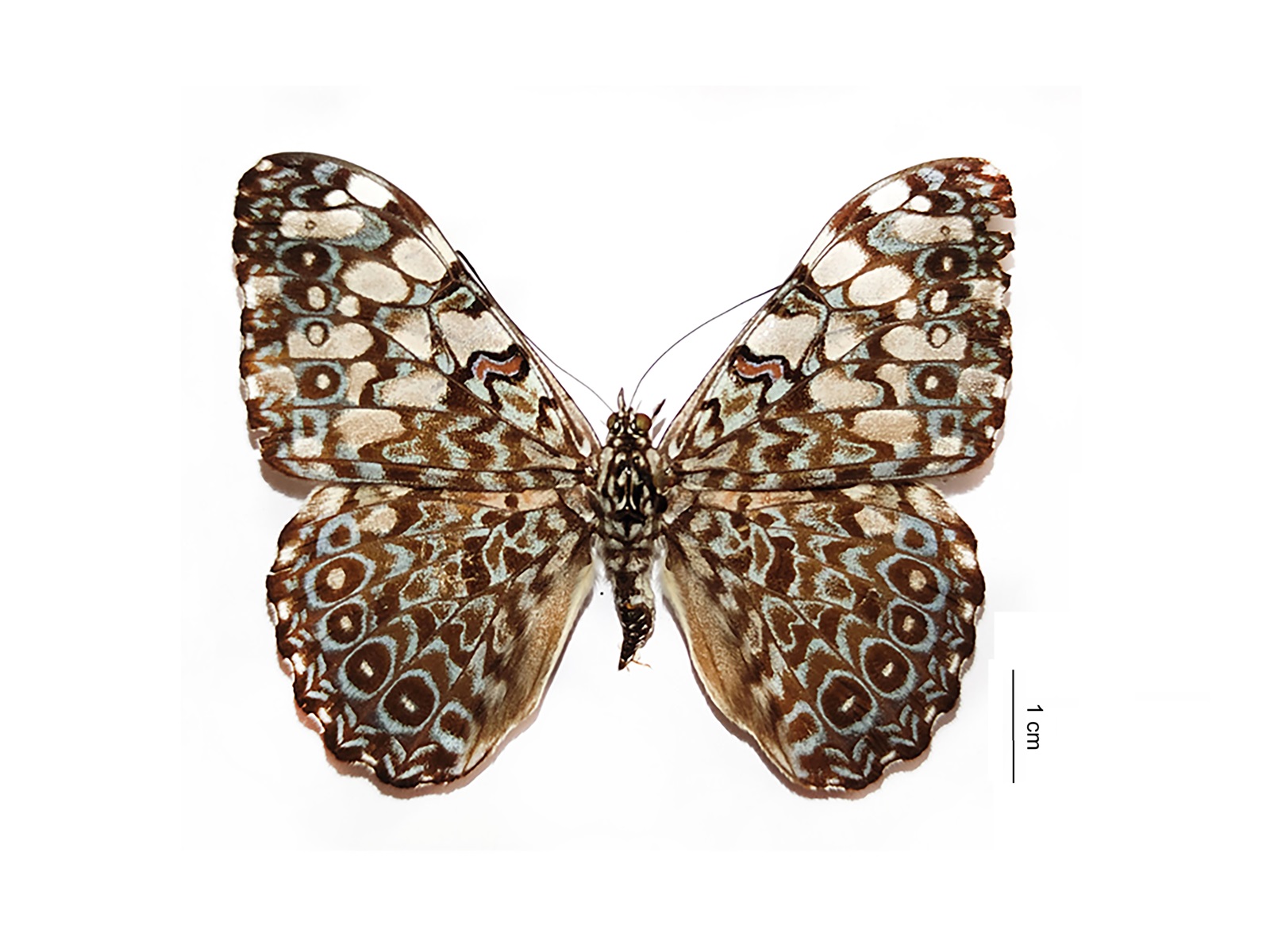 Hamadryas feronia (Linnaeus, 1758)  