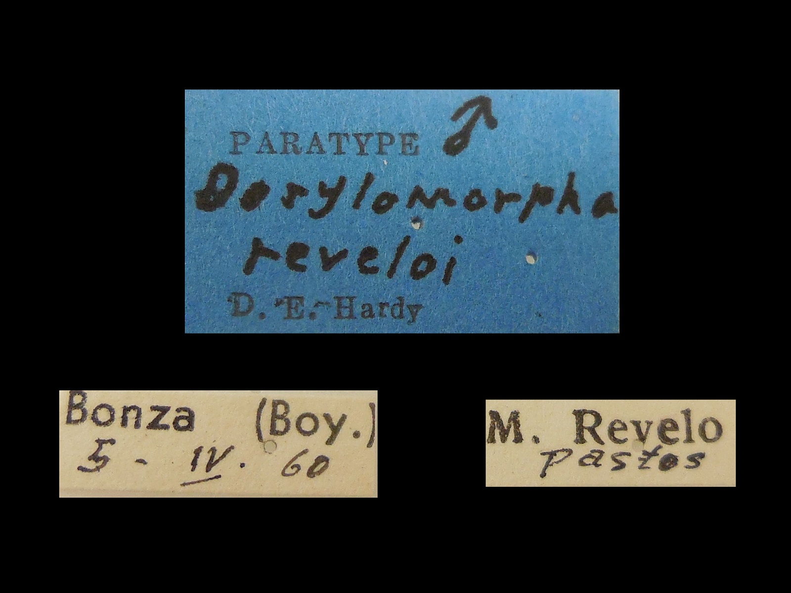 Dorylomorpha reveloi Hardy, 1963