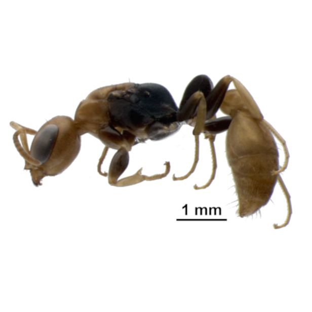 Pseudomyrmex Elongatus