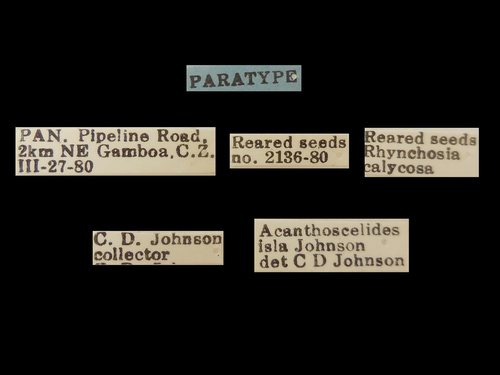 Acanthoscelides isla Johnson, 1983