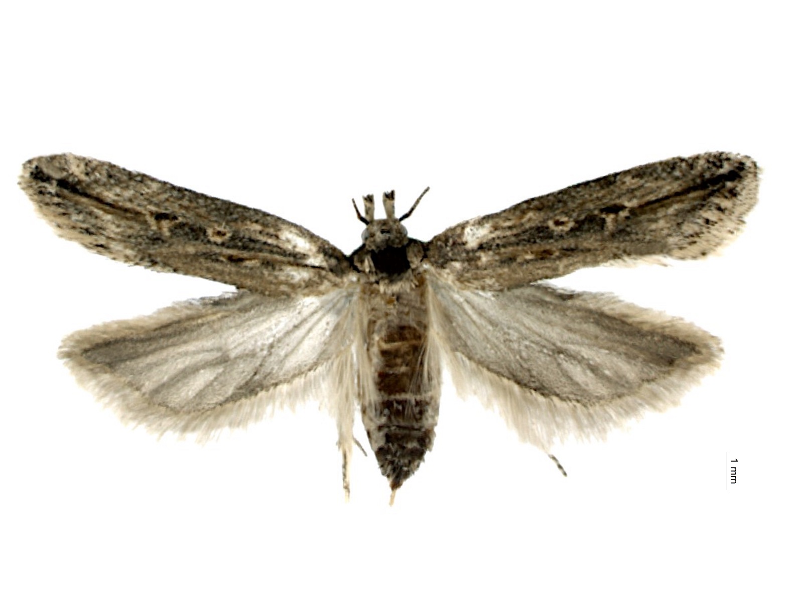 Tecia solanivora (Povolny, 1973) 