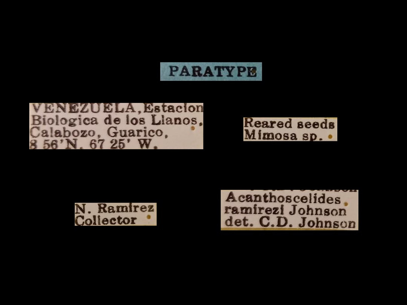 Acanthoscelides ramirezi Johnson, 1990