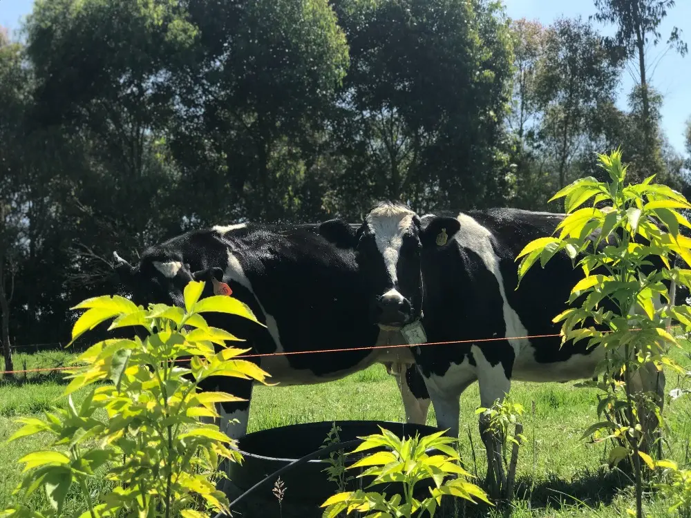 AGROSAVIA abre convocatoria para promover una ganadería sostenible