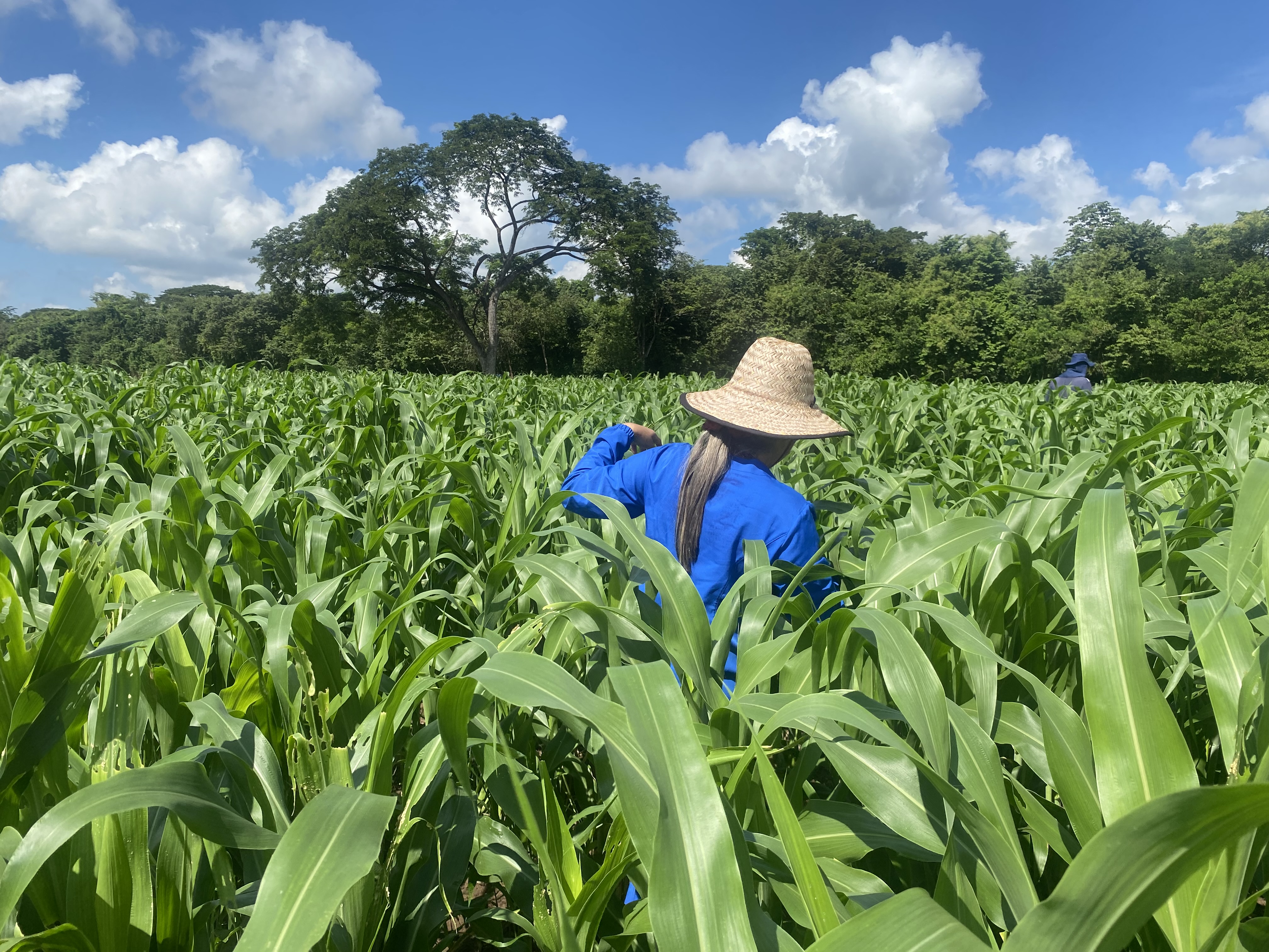 Monitoreo Del Estado Fitosanitario Laura Restrepo