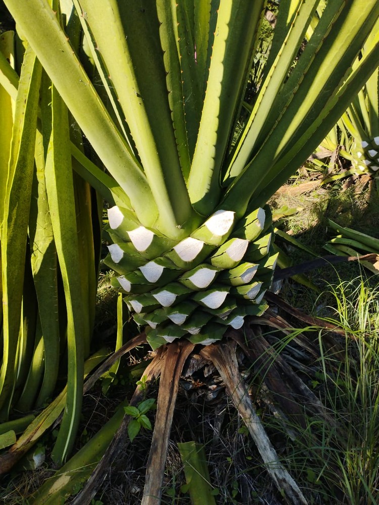 Fiqueña4 AGROSAVIA