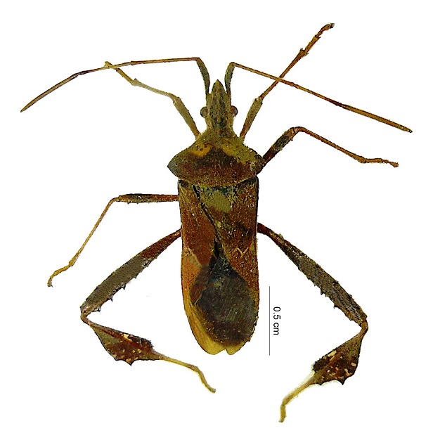 Leptoglossus Zonatus 616