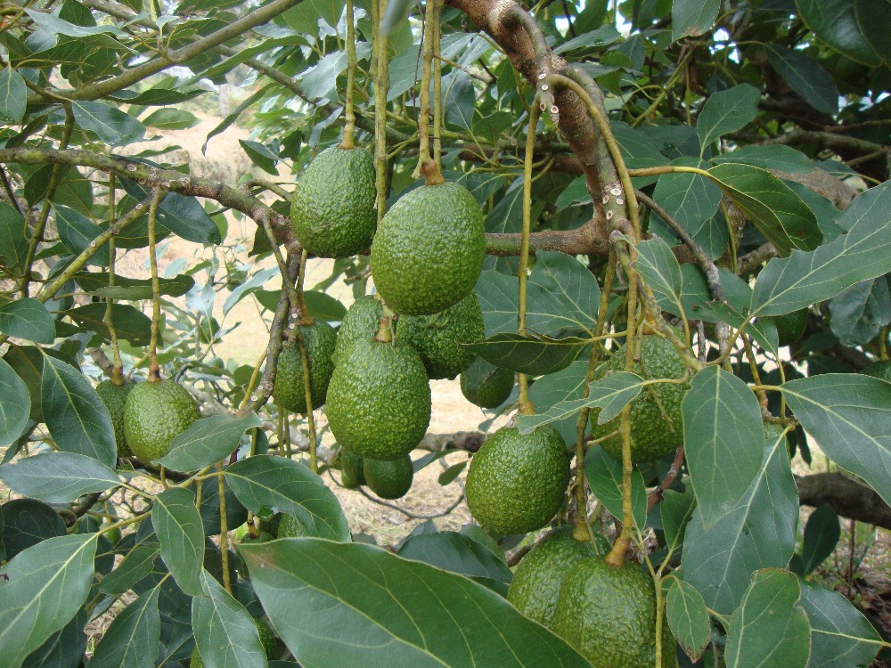 El “oro verde” en el Cauca cuenta con nueva tecnología que busca consolidarlo como uno de los mayores productores en Colombia 