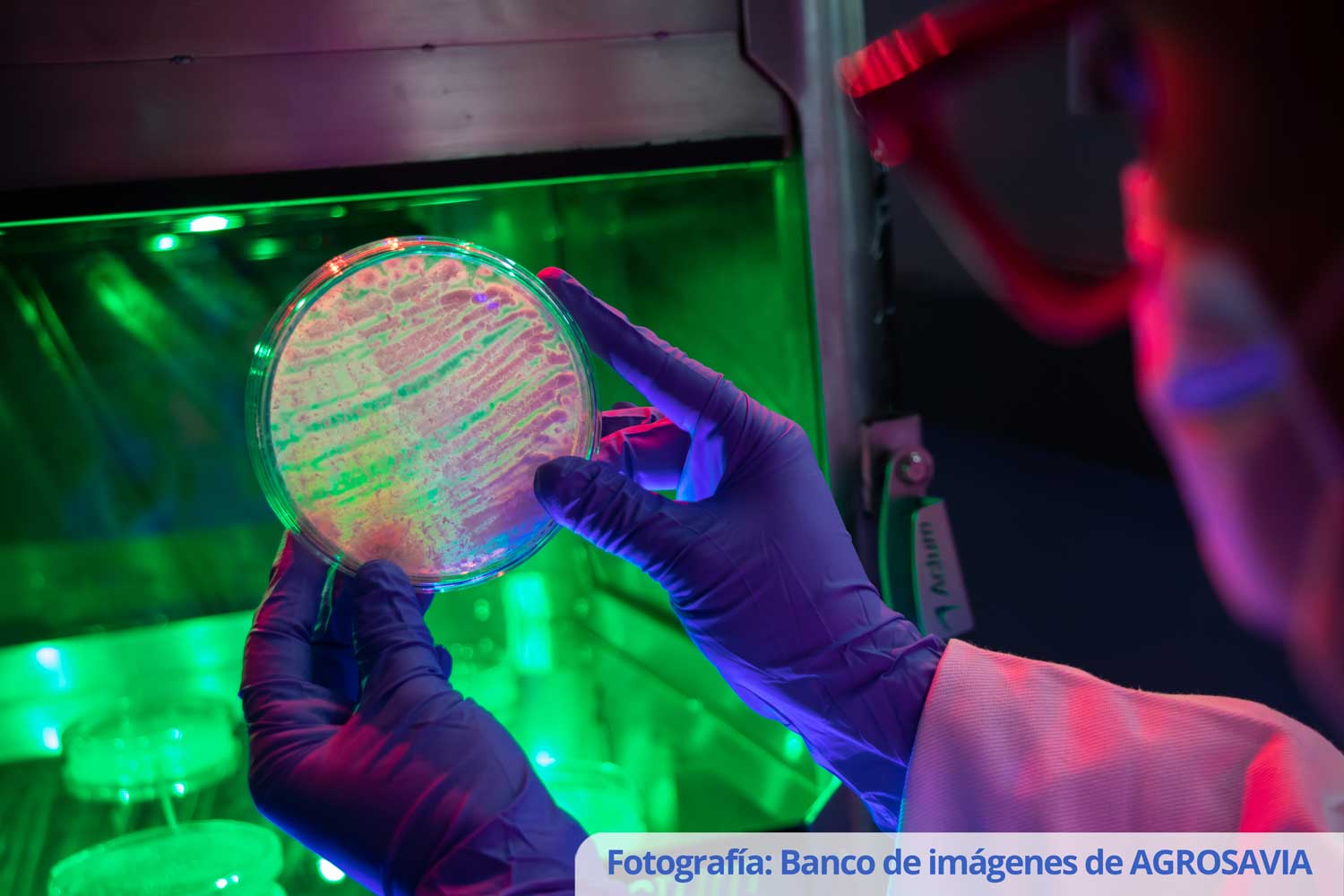 Control de calidad de inoculantes biológicos