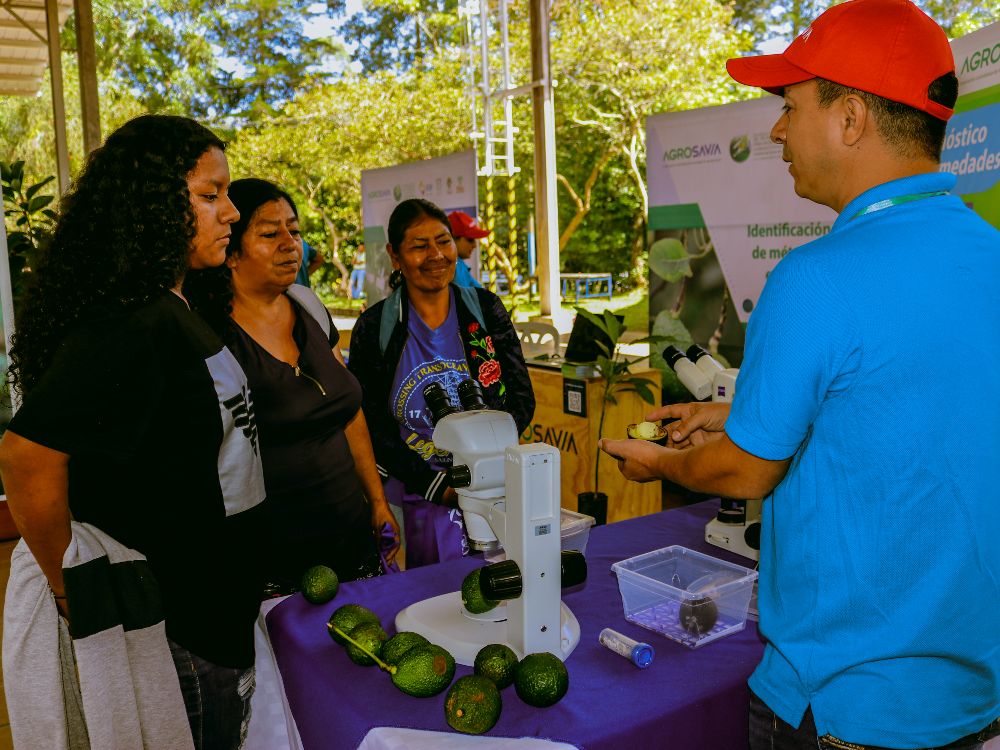 El Oro Verde Se Abre Camino En El Departamento Del Cauca5 AGROSAVIA
