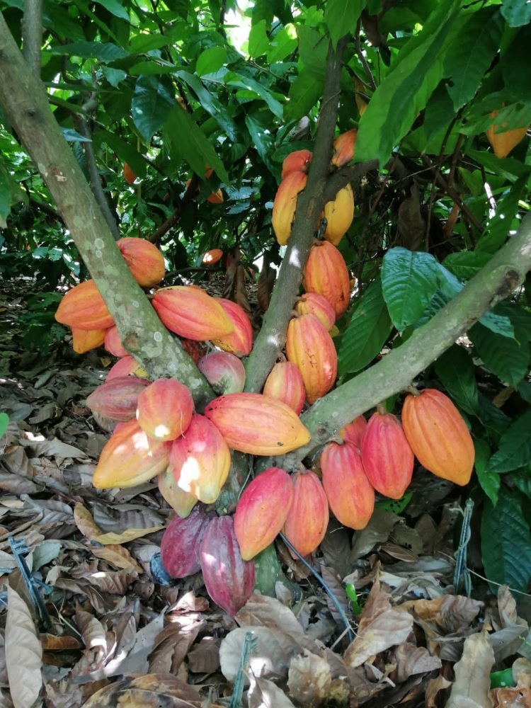 Generando Conocimiento Para Un Agro Sostenible En Colombia5 AGROSAVIA