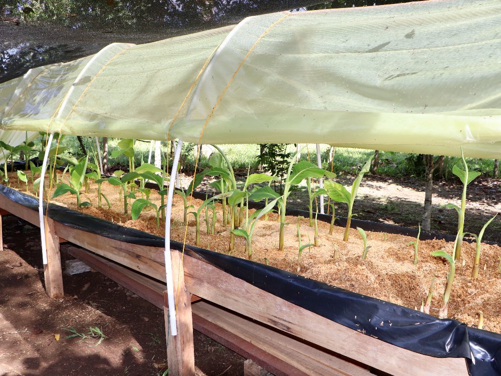 Putumayo Cosecha De Rebrostes5 AGROSAVIA