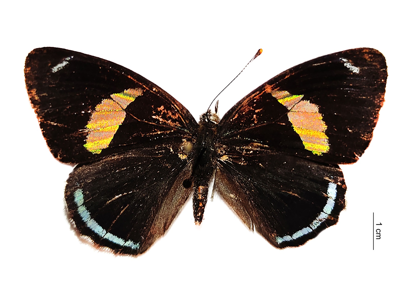 Diaethria clymena (Cramer, 1775) 