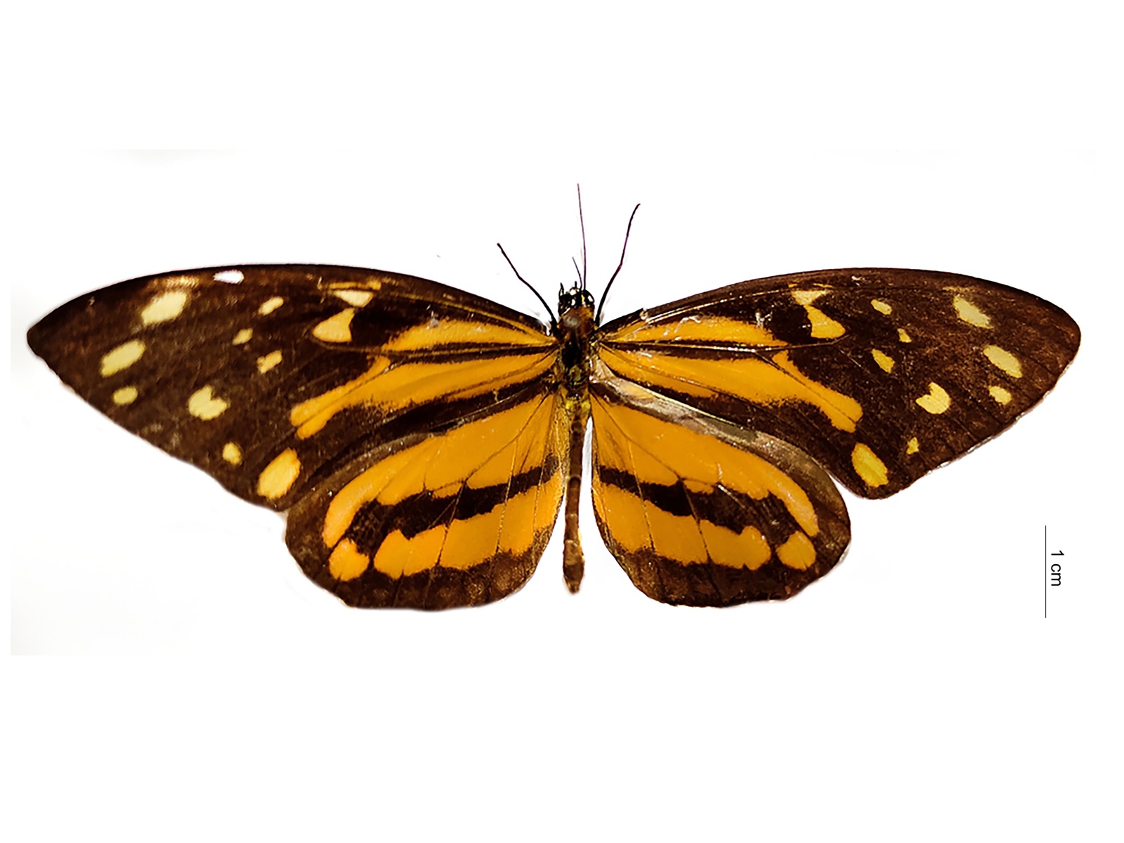 Tithorea harmonia (Cramer, 1777) 