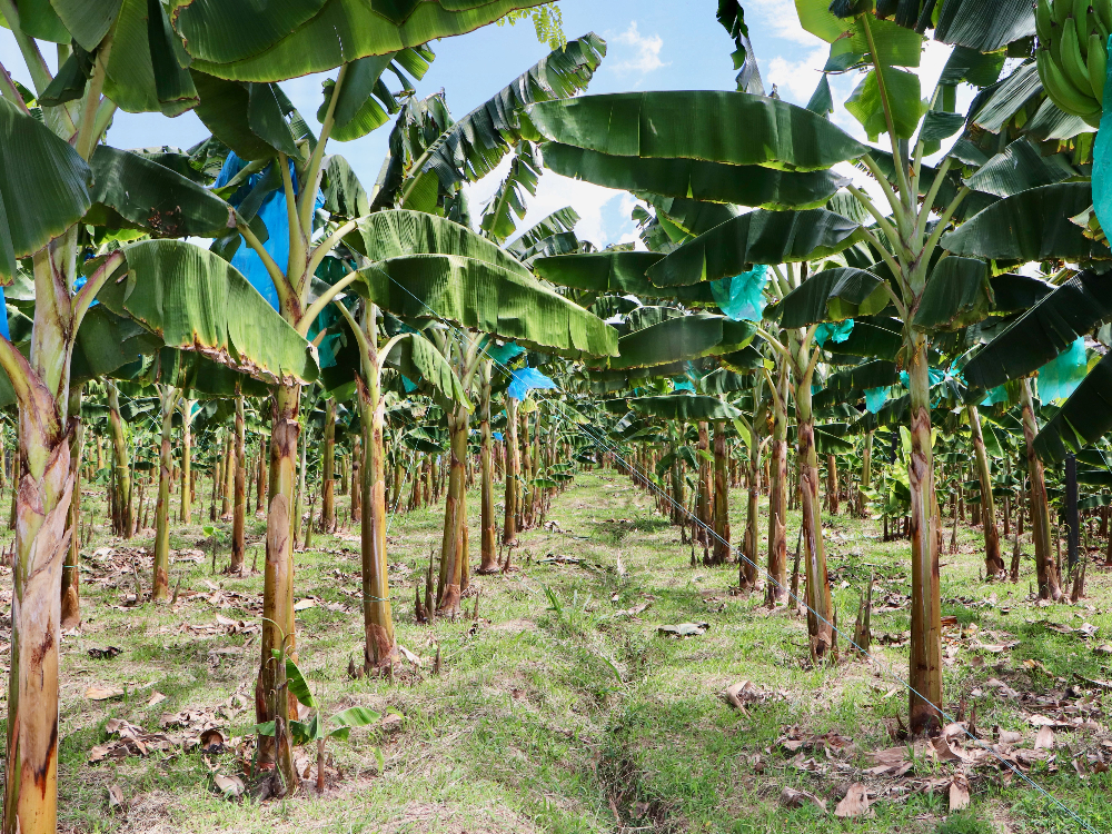 Bioestimulantes5 AGROSAVIA