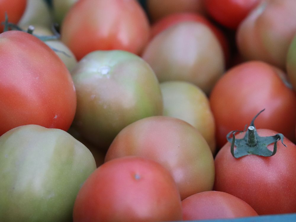 AGROSAVIA desarrolla aplicación gratuita para el manejo de plagas en cultivos de tomate bajo invernadero