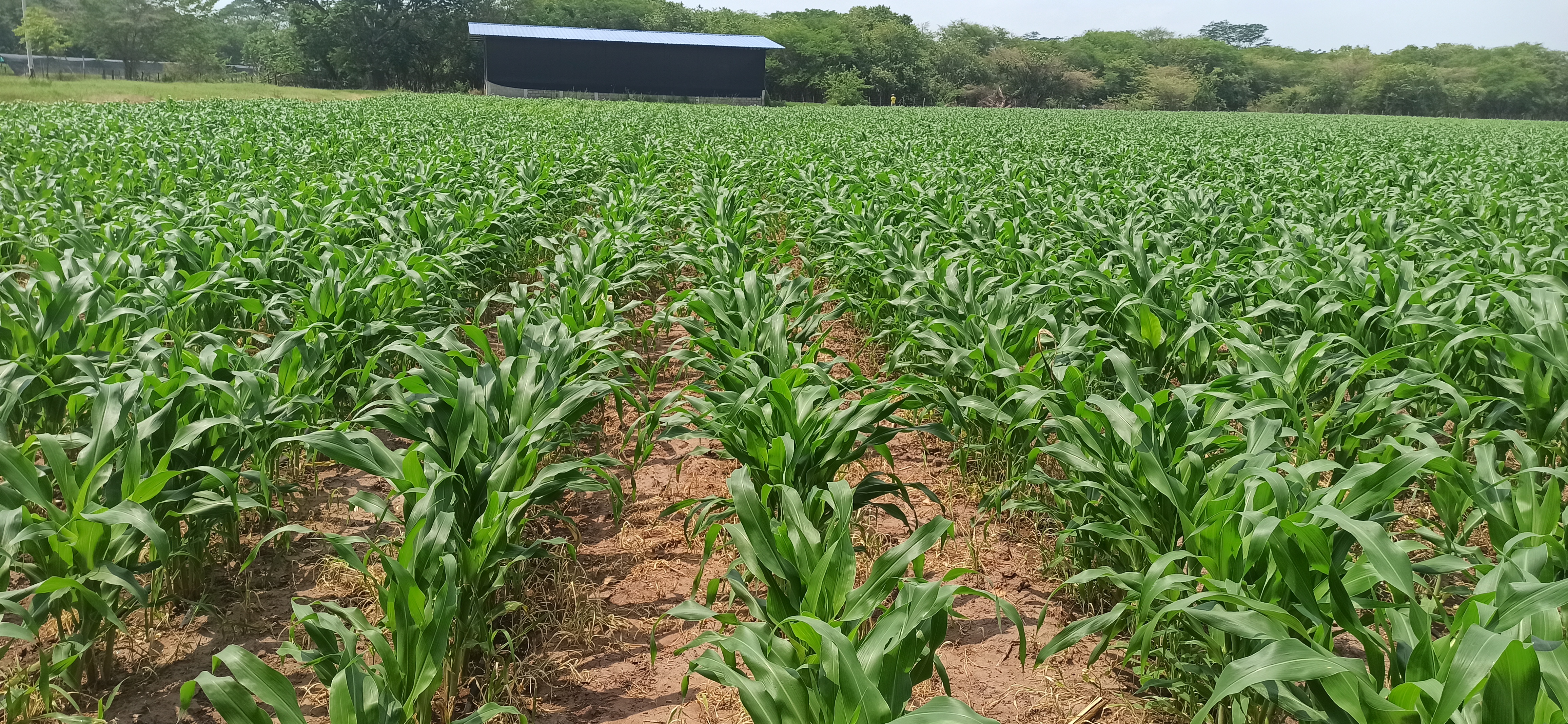 Cultivo De Sorgo Dulce Forrajero Jorge Abril (2)