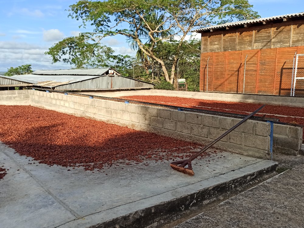 Investigación Revela Nuevas Bacterias En Suelos Cacaoteros De Antioquia Con Implicaciones Para La Mitigación Del Cadmio En Cacao4 AGROSAVIA