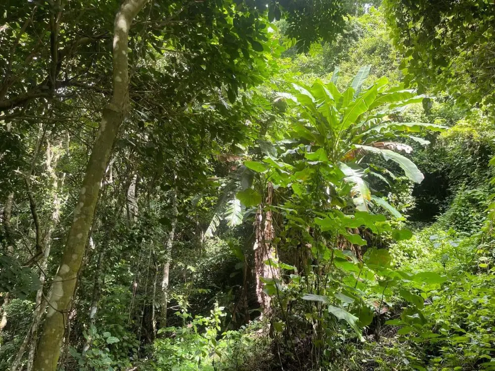 Artículo Biomasa Cacao2 Fotor Webp