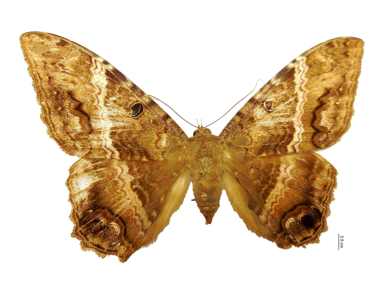 Ascalapha odorata (Linnaeus, 1758)