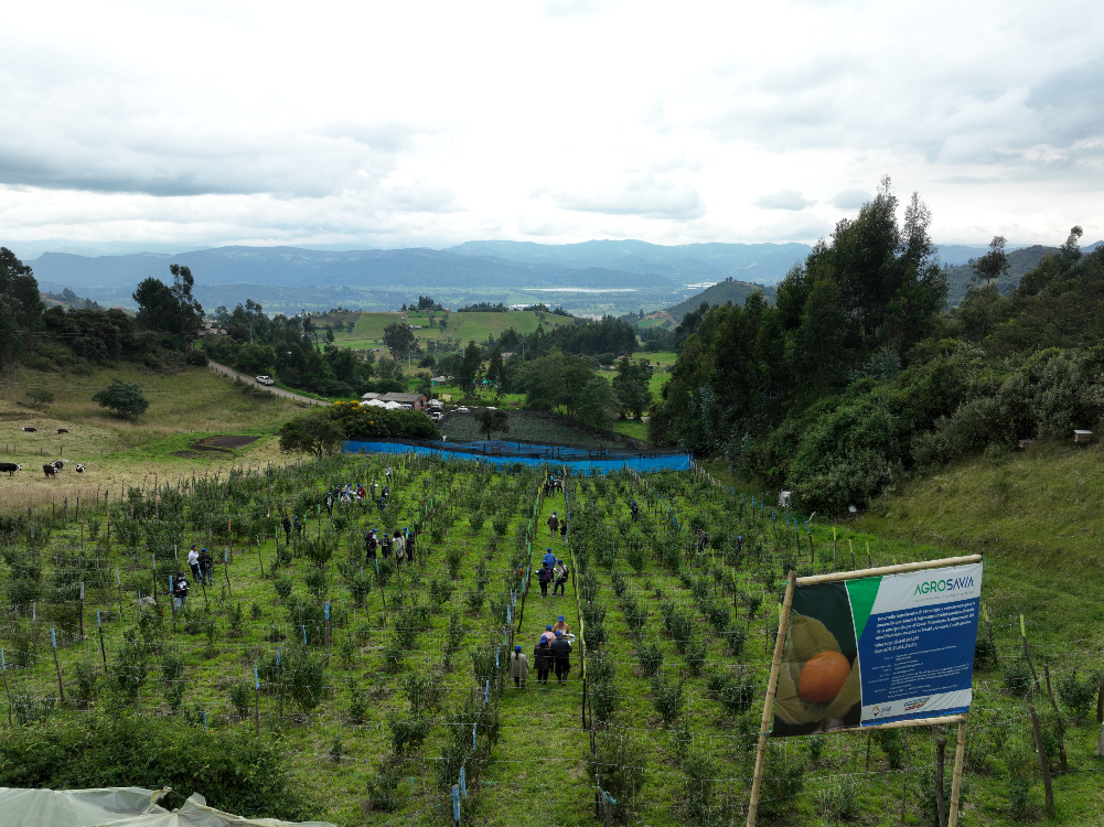Marchitamiento Vascular En El Cultivo De Uchuva AGROSAVIA