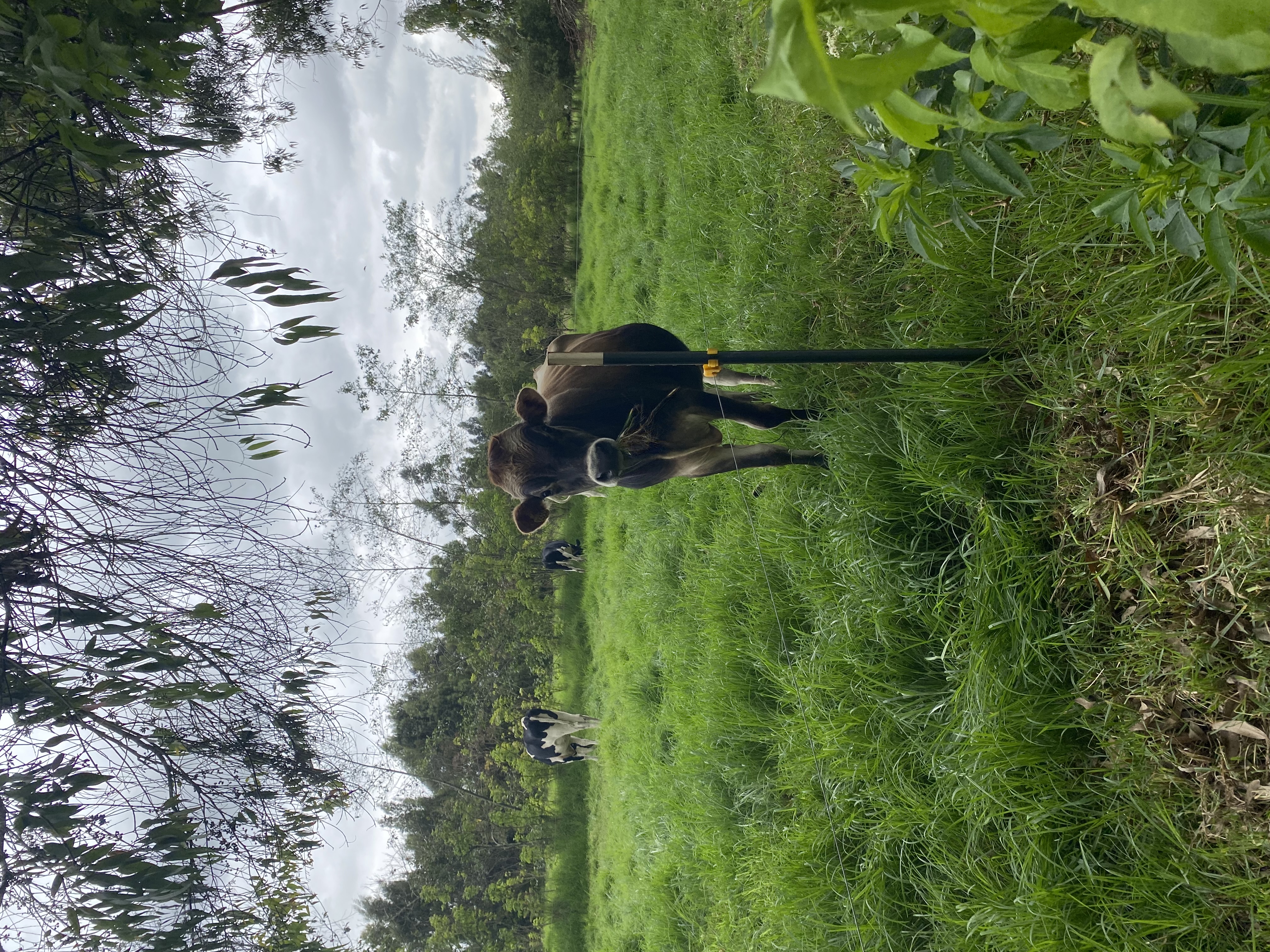 IMG 0594