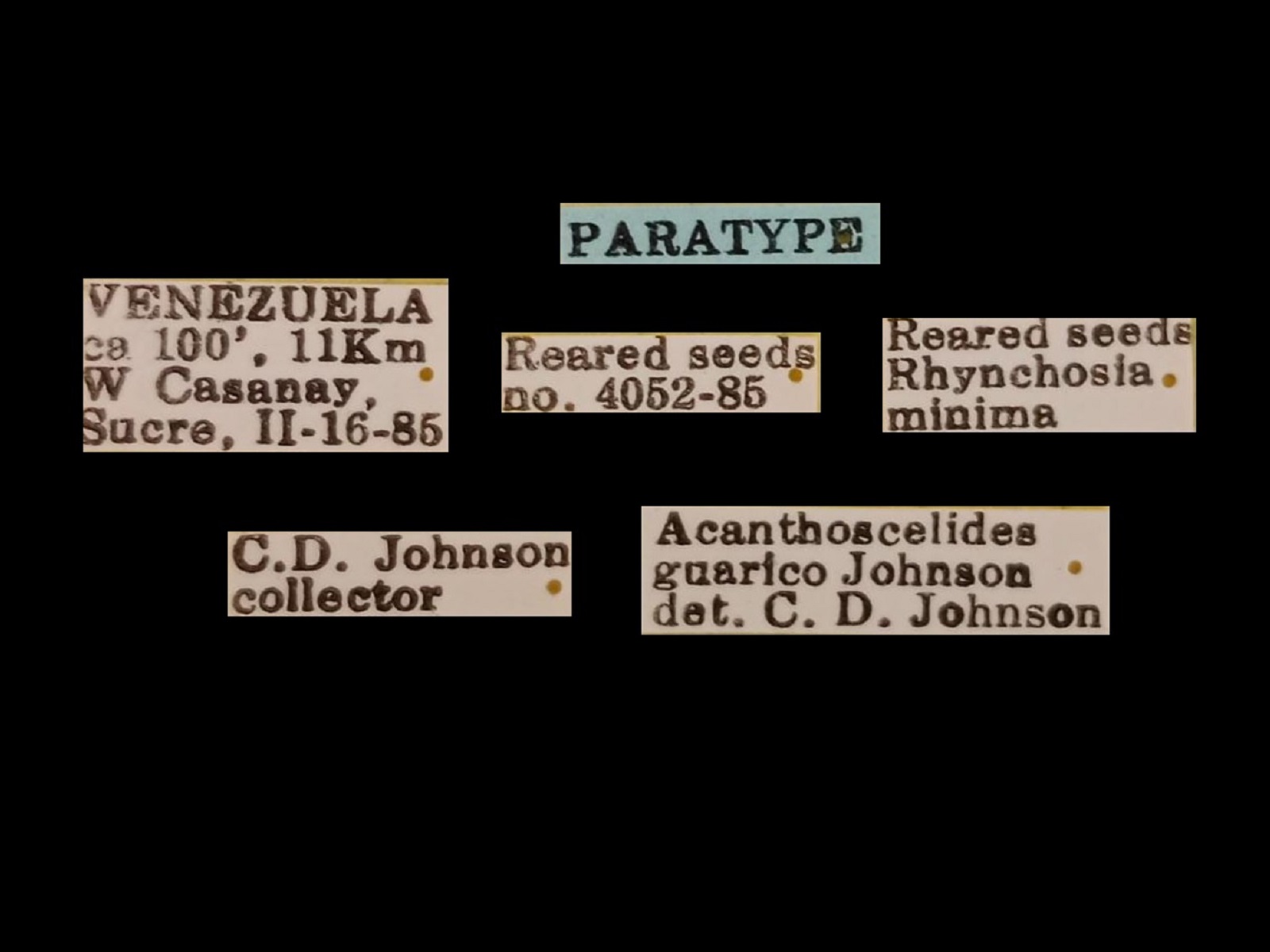 Acanthoscelides guarico Johnson, 1990