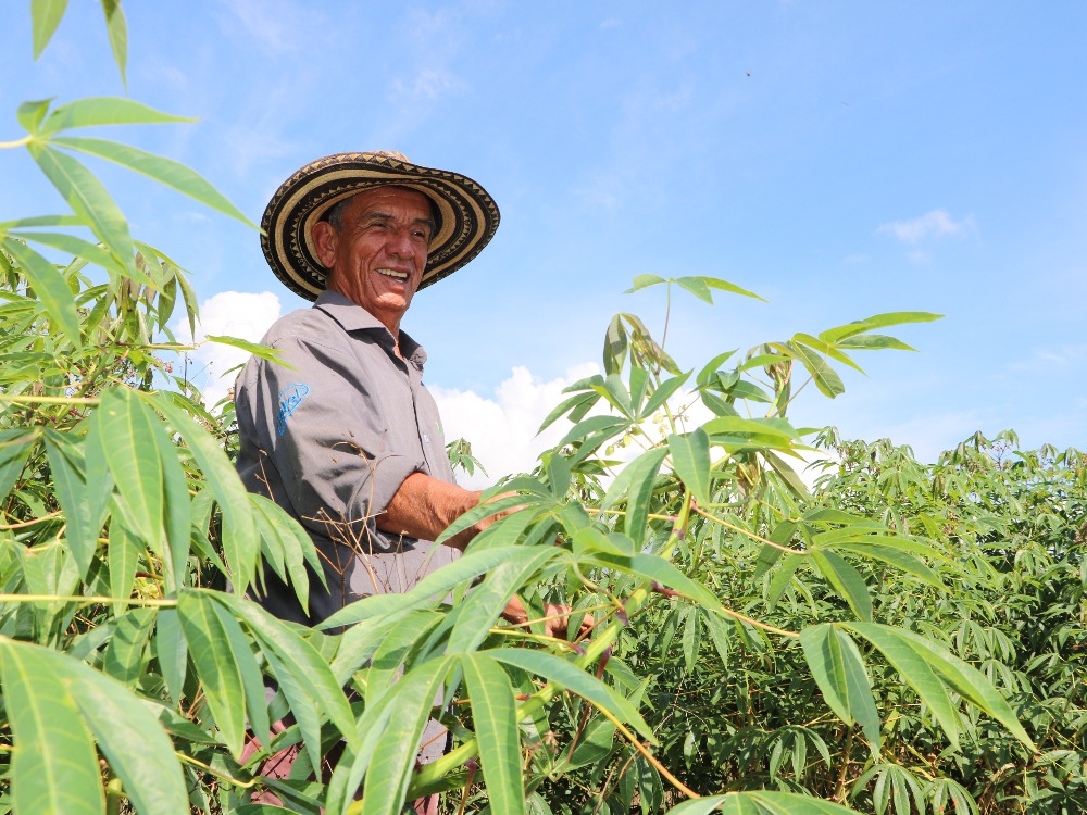 AGROSAVIA fortalece el sistema productivo de yuca en el Cauca