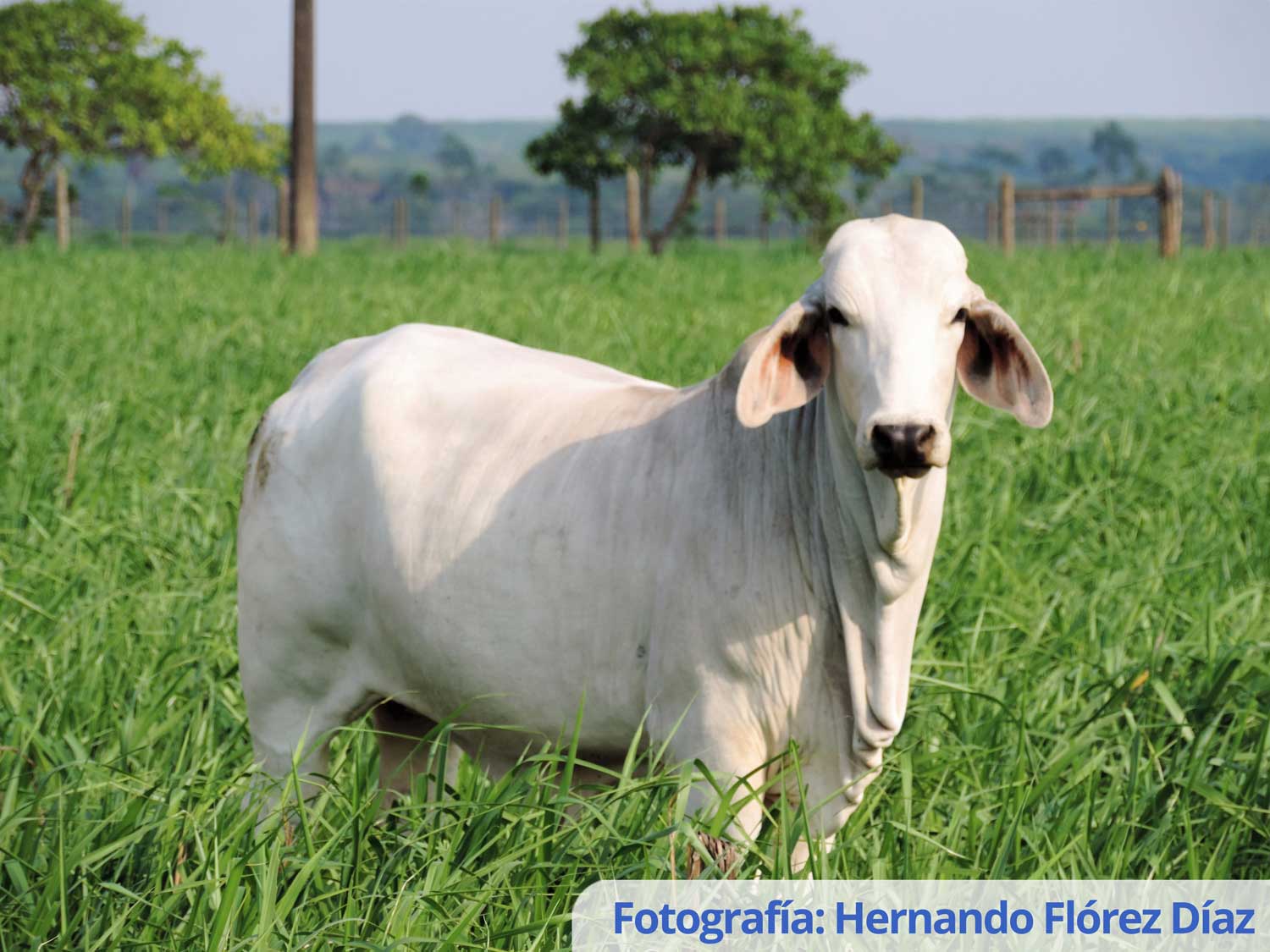 Hernando Flórez Díaz (2)