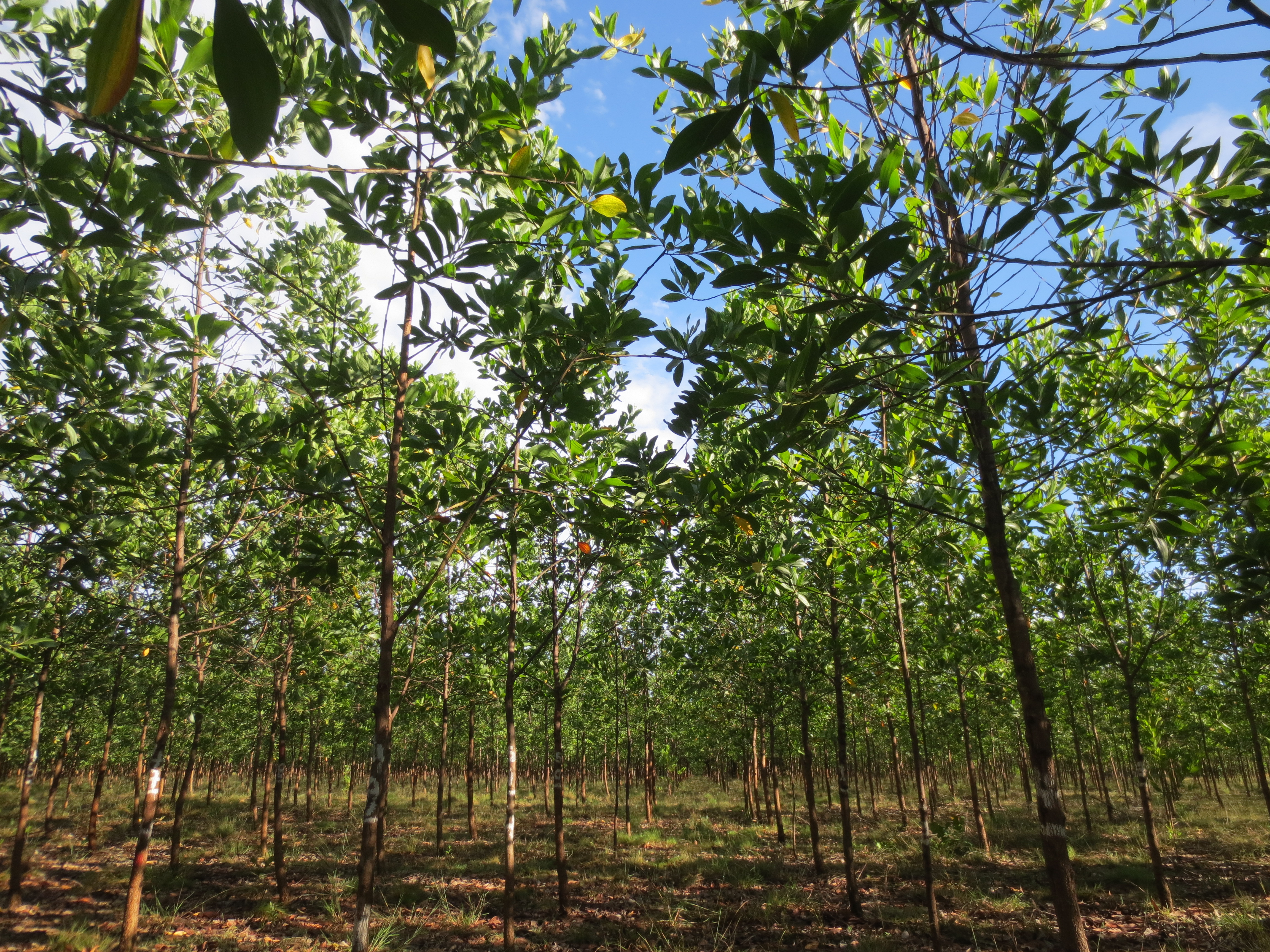 <p><em>Acacia mangium</em> Willd</p>