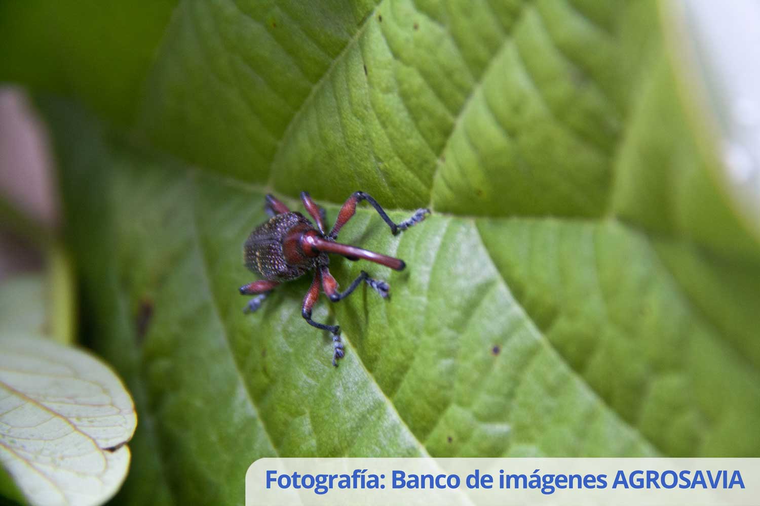 Banco De Imágenes AGROSAVIA (10)