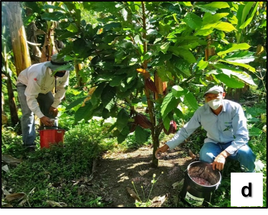 Recomendaciones de fertilización edáfica en cacao
