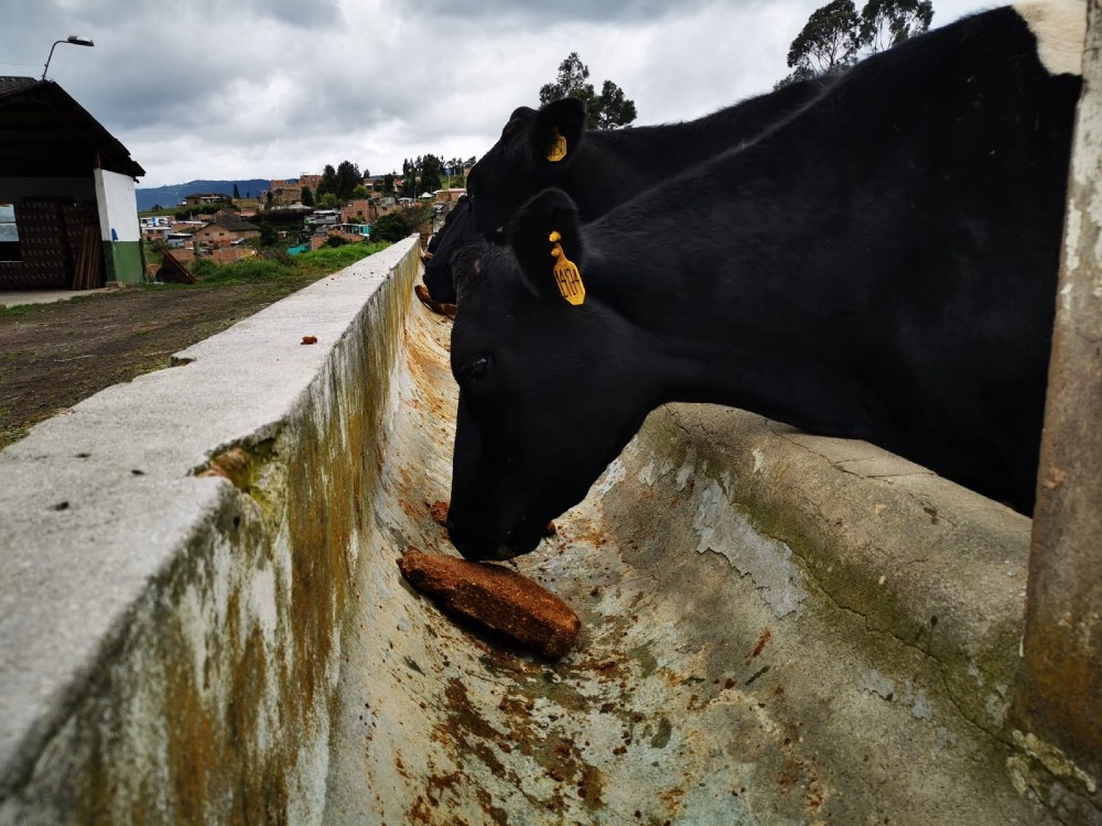 Plan de Vinculación de Alimentación Animal en el Centro de Investigación Obonuco