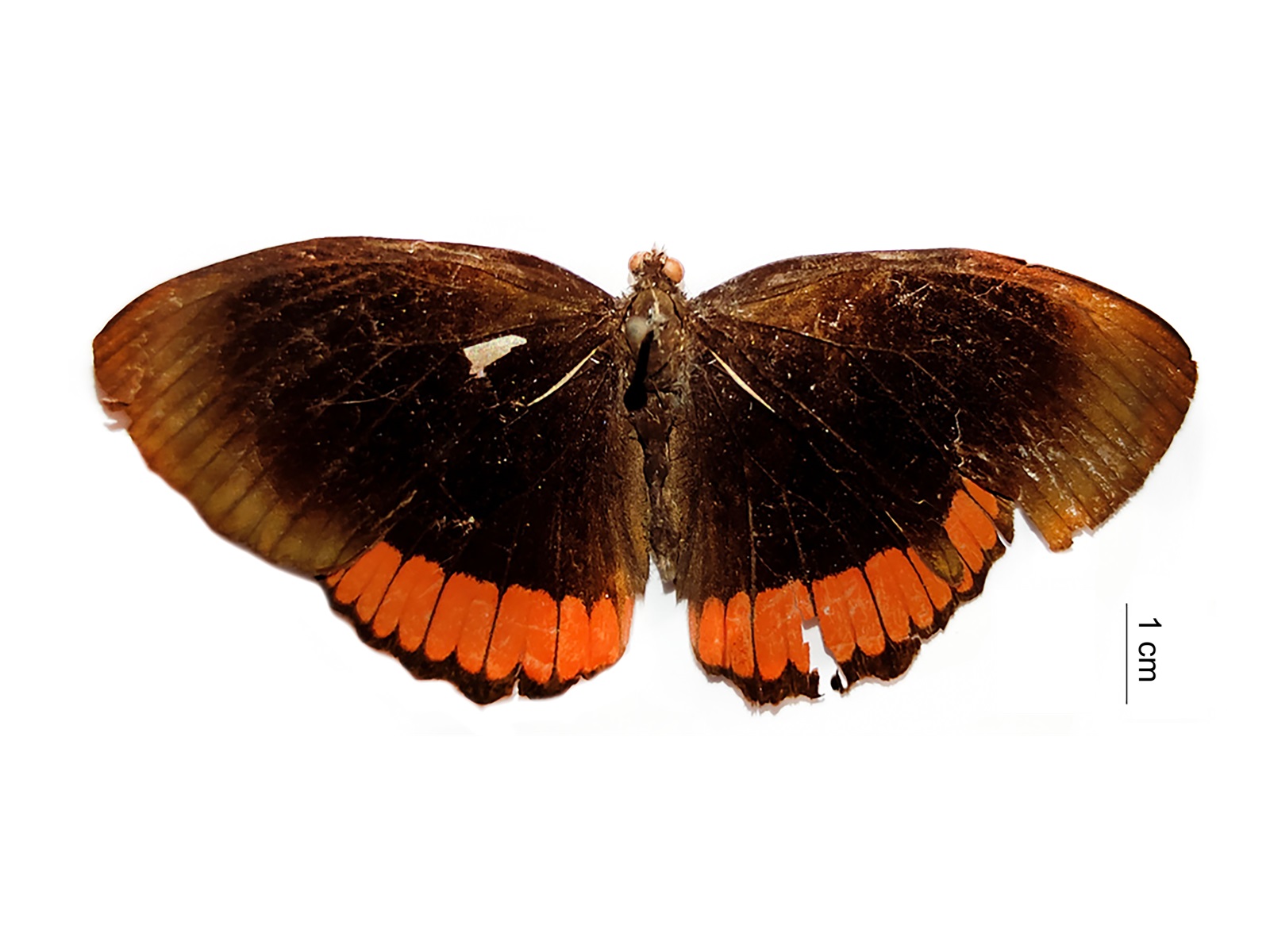 Biblis hyperia (Cramer, 1779) 