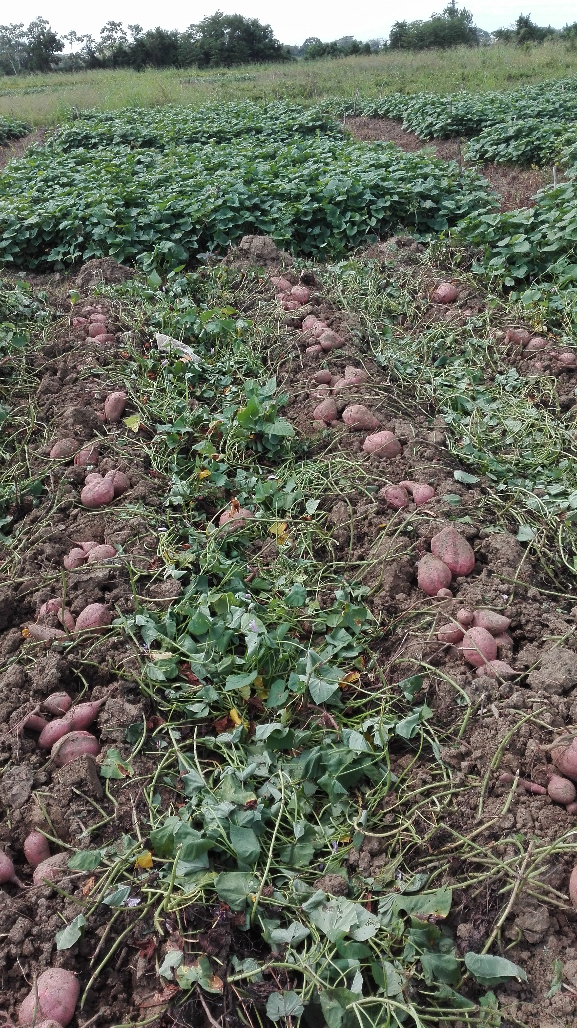 Recomendación de densidad de siembra para la variedad batata AGROSAVIA-AURORA
