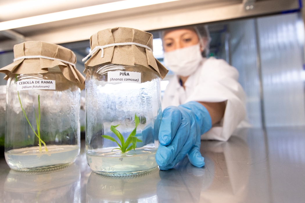 AGROSAVIA desmiente versiones sobre una supuesta masacre laboral