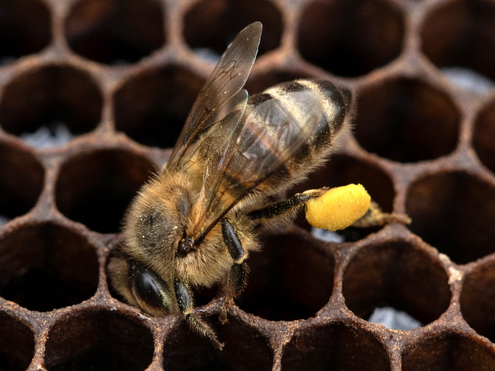 Su aporte también cuenta, hablando de abejas