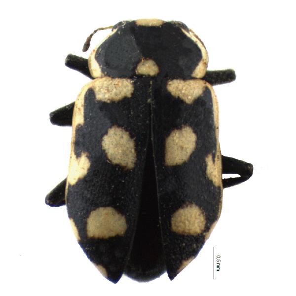Eriopis Punnicola 600