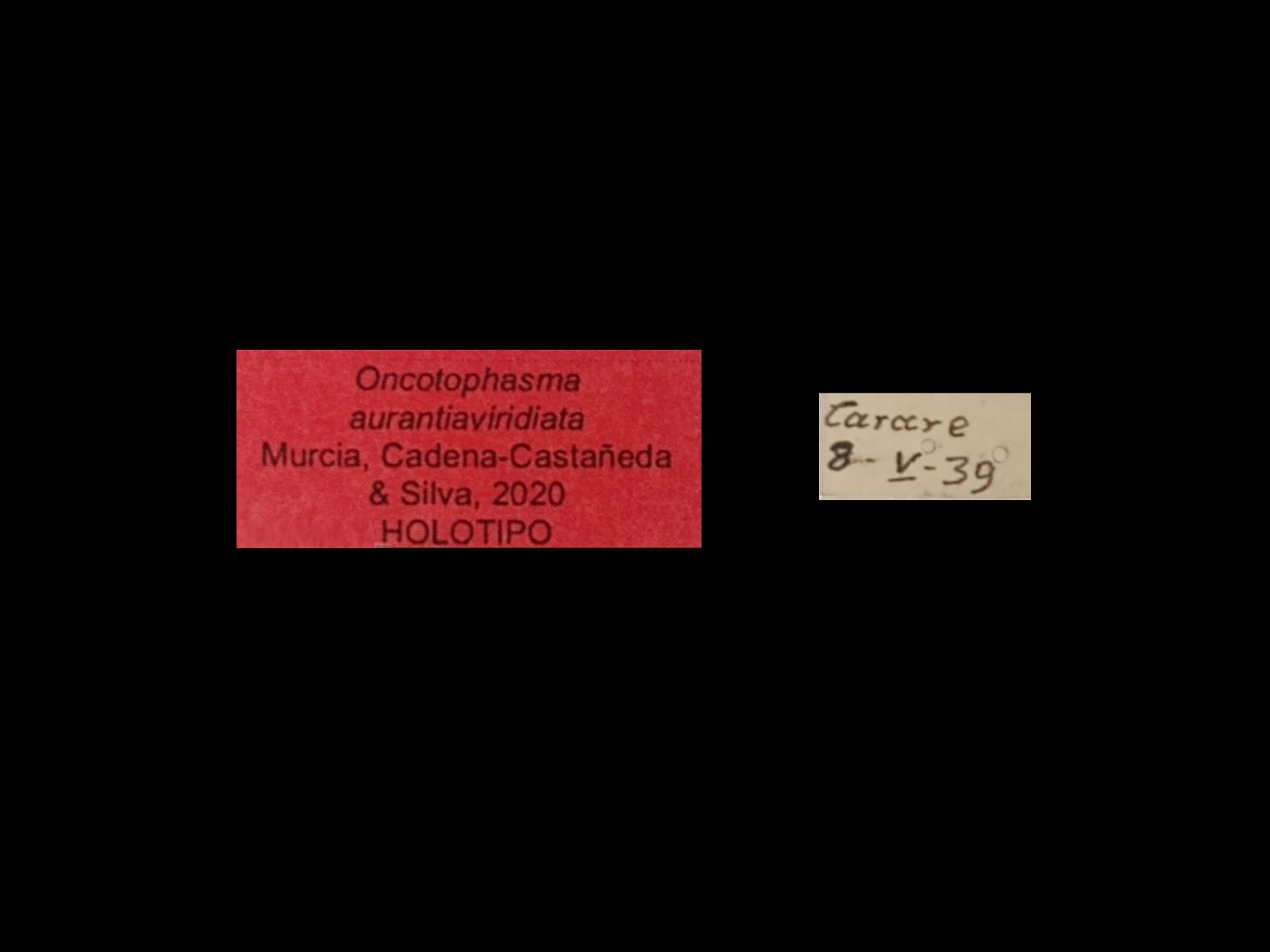 Oncotophasma aurantiaviridiata Murcia, Cadena-Casta帽eda and Silva, 2020