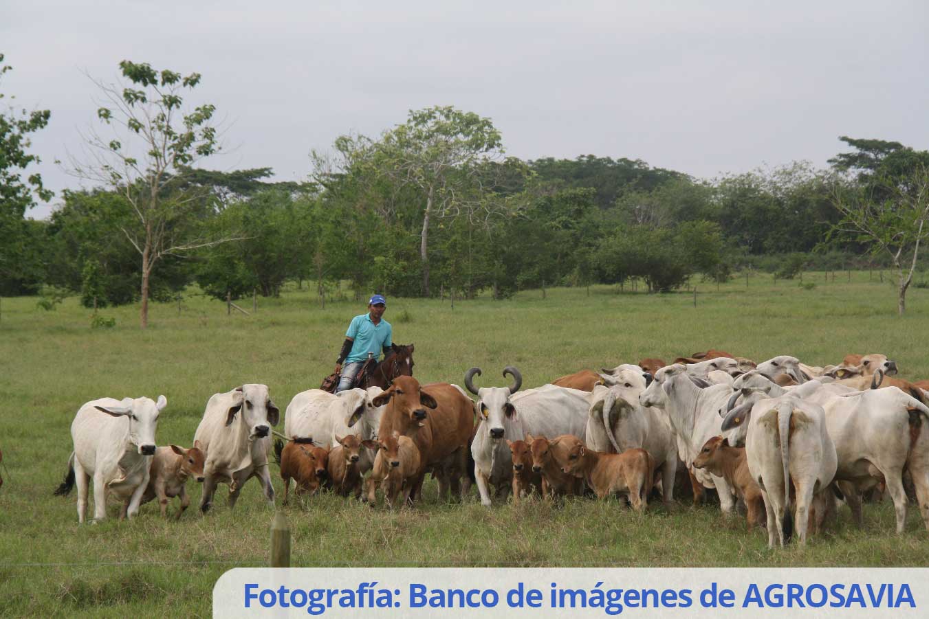 Banco De Imágenes De AGROSAVIA (1)