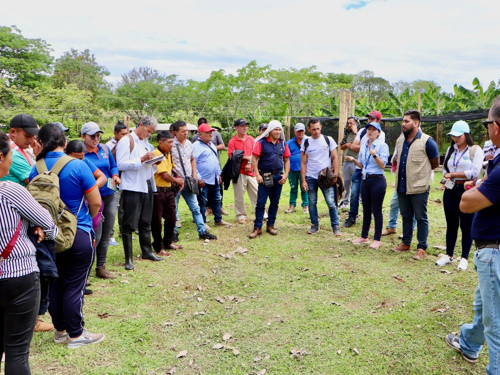 Proyecto Platano Beneficia3 AGROSAVIA