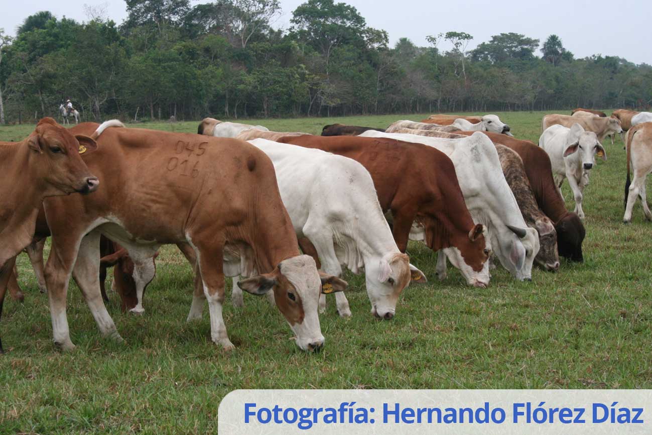 Hernando Flórez Díaz (3)