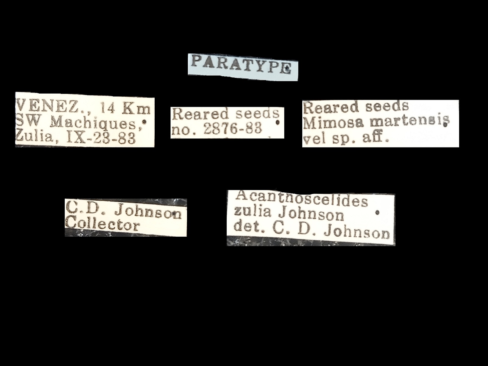 Acanthoscelides zulia Johnson, 1990