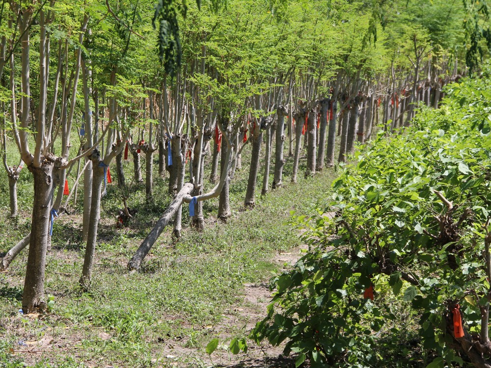 Los sistemas silvopastoriles son la alternativa para el futuro de la ganadería sostenible colombiana