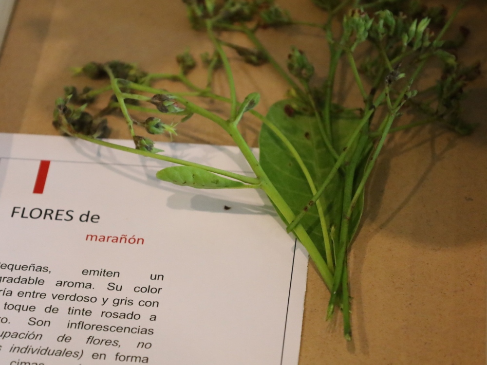 Eventomarañon5 AGROSAVIA