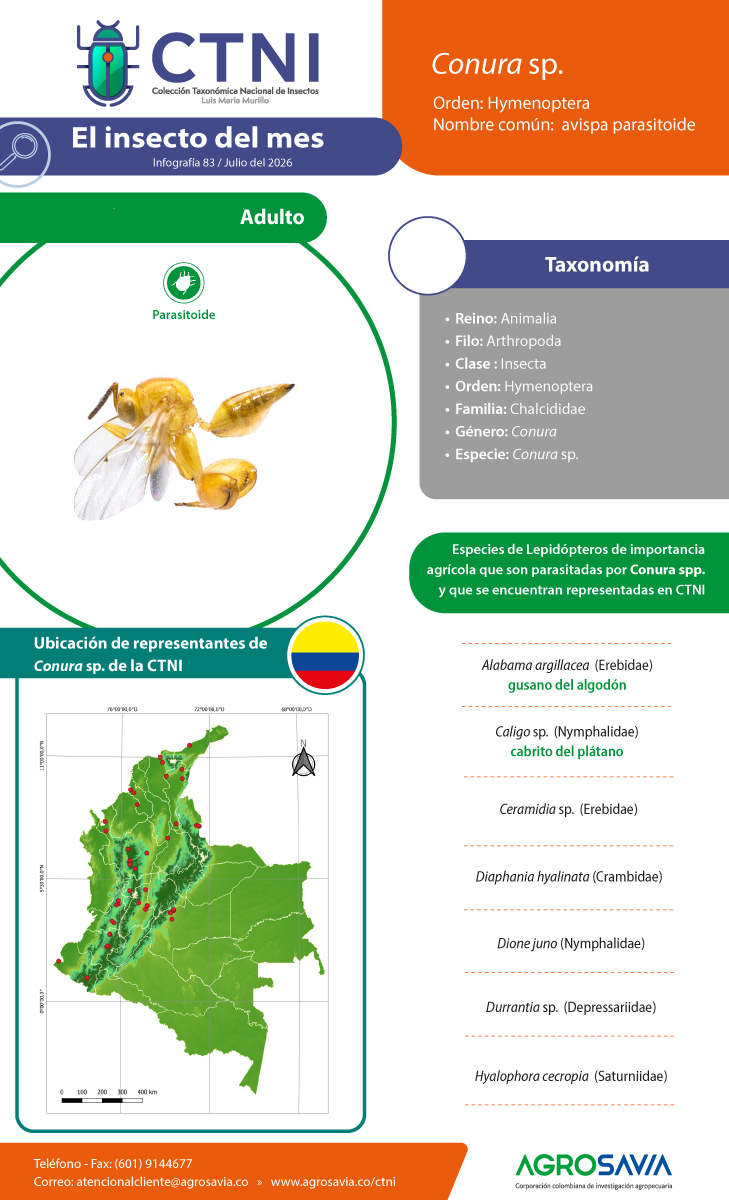 Conura Mendozaensis