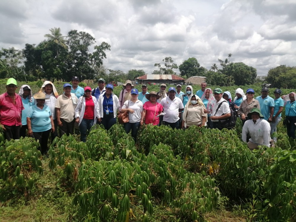 Cultivos de yuca en Córdoba, Sucre y Bolívar son escenario de difusión técnica