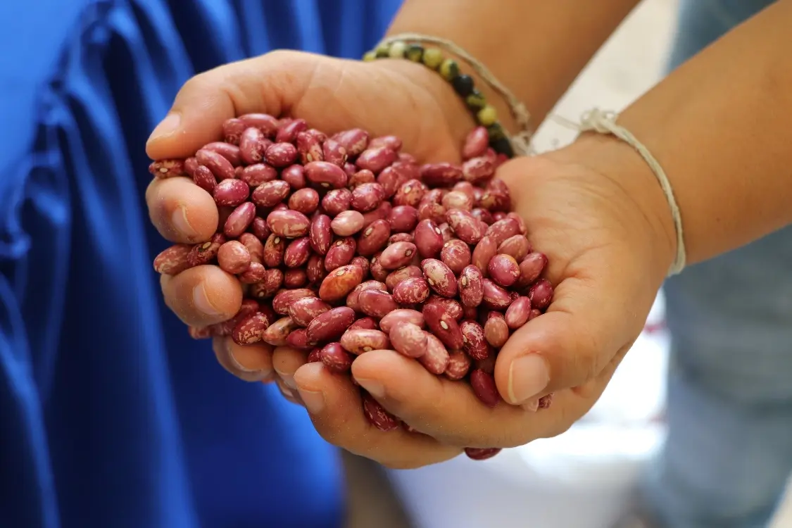 Variedad de fríjol de AGROSAVIA resiste el frente frío en los Montes de María