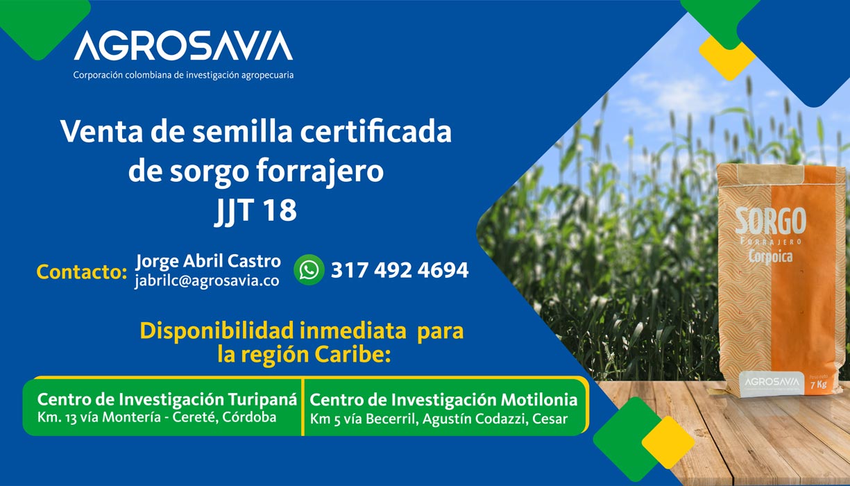 Sorgo Banner WEB