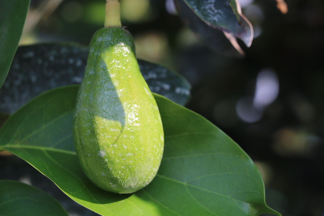 Gira Técnica Aguacate Eje Cafetero6 AGROSAVIA