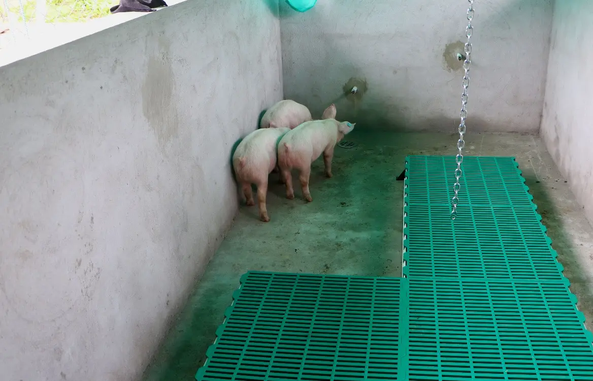 Jóvenes De Balsillas5 Fotor Webp